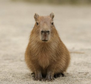 Create meme: funny capybara, a pet capybara, capybaras