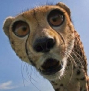 Create meme: surprise, crazy animals, the surprised Cheetah