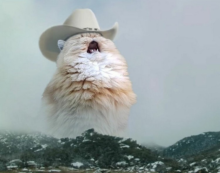 Создать мем: пушистый кот, орущий кот мем, кот орет в горах
