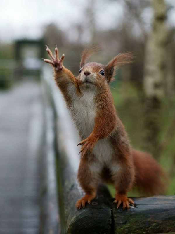 Create meme: funny squirrel, red squirrel, cool squirrel