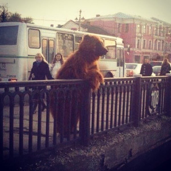 Создать мем: медведь в городе, медведь на улице, кот