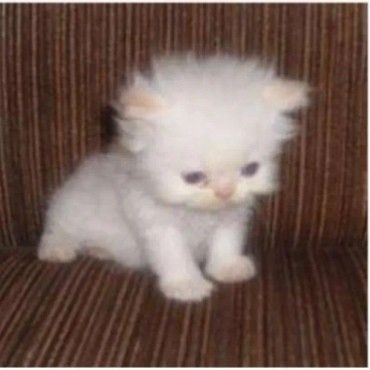 Create meme: Persian kittens , kittens Persians, kitty white
