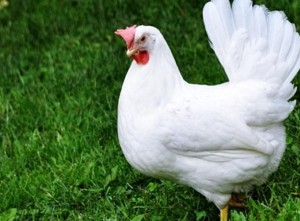 Create meme: 708 broiler chickens, of Leghorn, breed of Leghorn chickens pictures