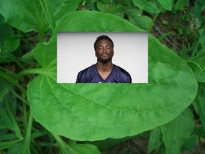 Create meme: meme plantain, plantain leaf, plantain