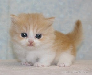 Create meme: kitten redhead, cute cats, cute kittens