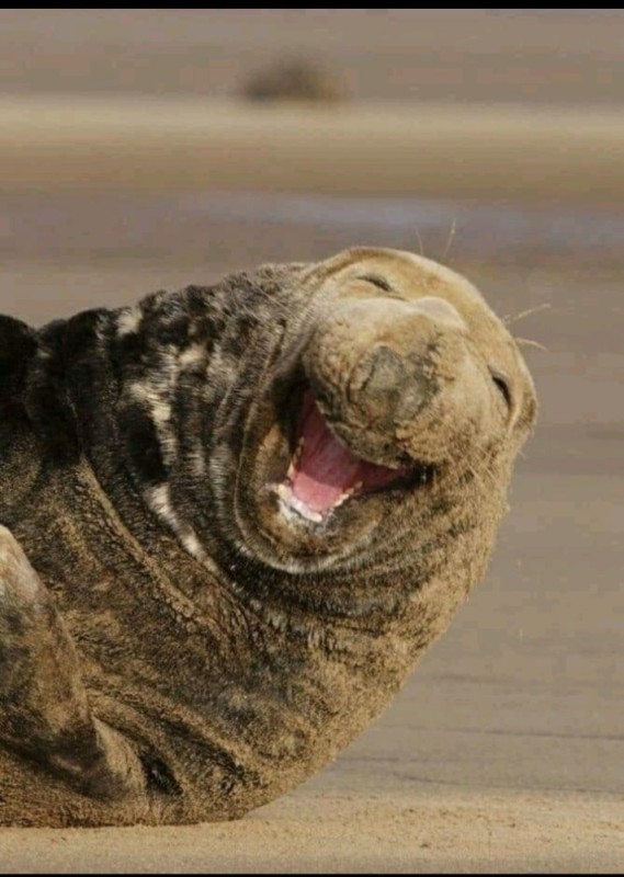 Создать мем: морской слон, тюлень, тюлень смеется