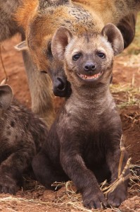 Create meme: Hyena, cute hyena, the hyena smiles