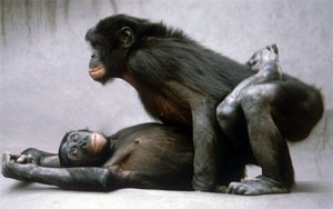 Создать мем: гомосексуальность у обезьян, шимпанзе, шимпанзе бонобо