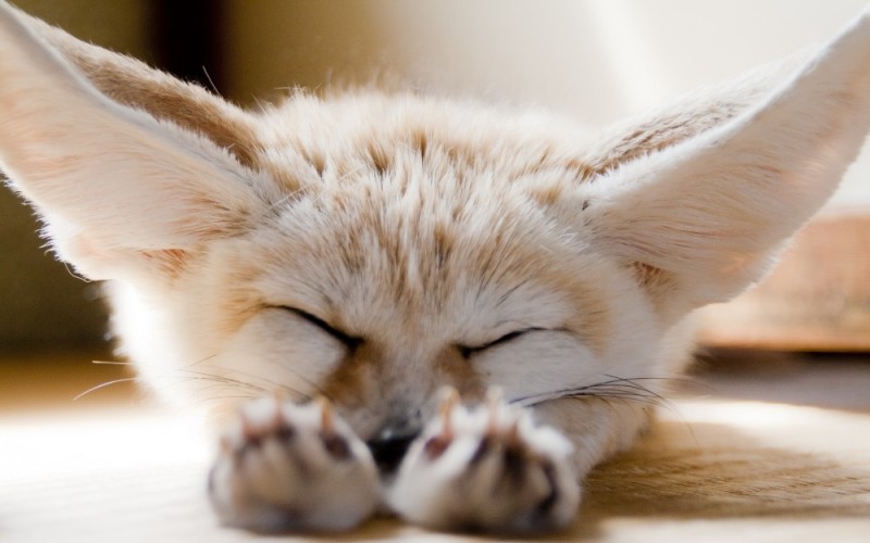 Create meme: desert fox, fennec, fenek white