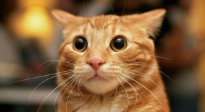 Create meme: surprised kitty, cat red, red cat