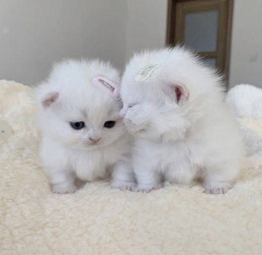 Создать мем: белые шотландские котята, кошки милые, очаровательные котята