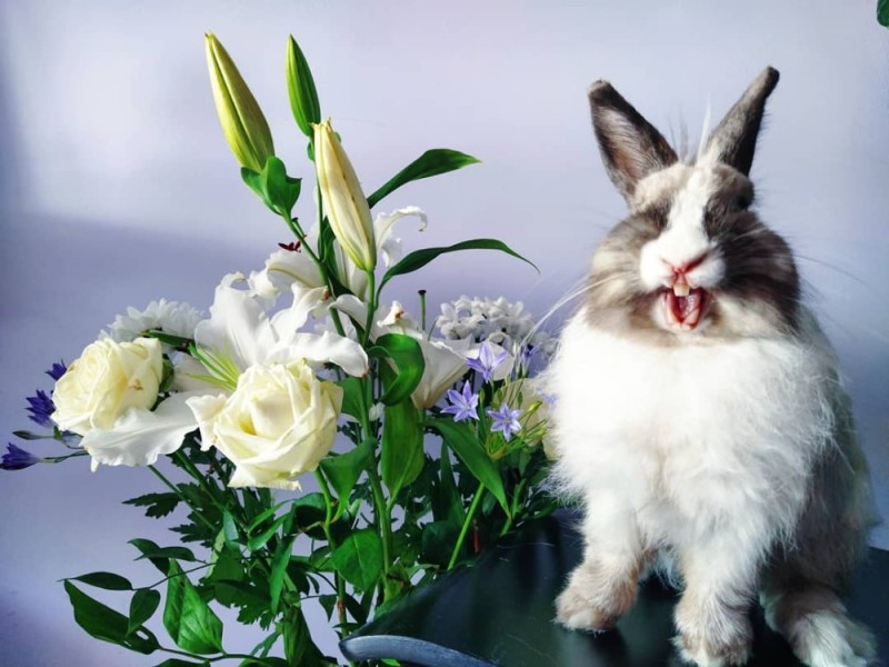 Создать мем: кролик, веселый кролик, прикольный кролик