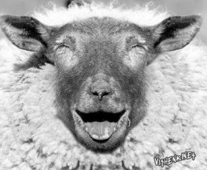 Create meme: laugh, pictures of funny sheep, Bakhtiyor RAM