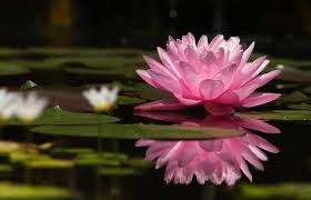 Create meme: swamp, water flowers, PDA Lotus