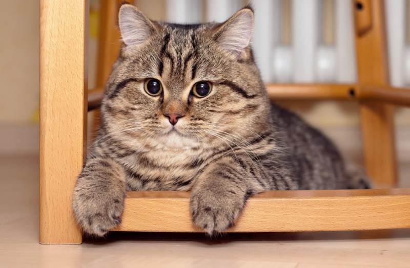 Create meme: British Shorthair, british shorthair tabby cat, cat pisos 