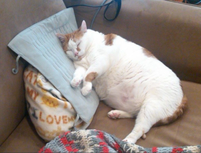 Создать мем: толстый кот мем, жирный кот мем, грустный толстый кот