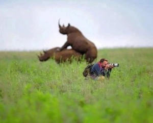 Создать мем: животные дикие, rhinoceros 3d, дикая природа