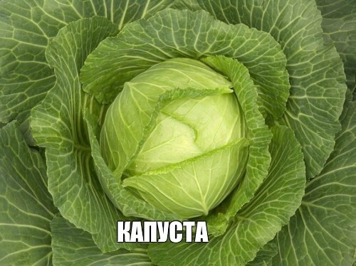 Create meme: the fruit of white cabbage, white cabbage, cabbage varieties