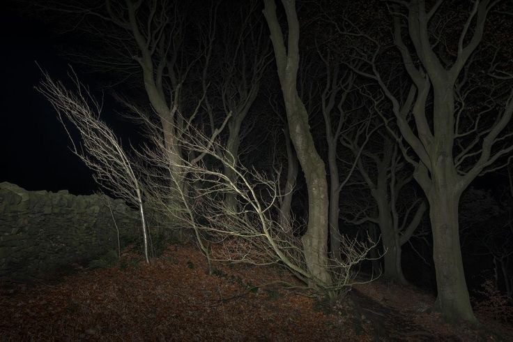 Create meme: dark photos, night forest , dark forest