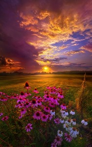 Create meme: beautiful dawn, sunset flowers, summer sunset