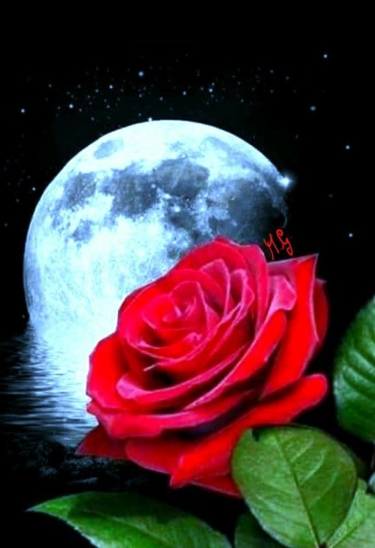 Создать мем: красивые розы, красивые цветы, красивые цветы спокойной ночи