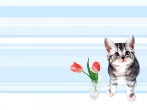Create meme: kittens and flowers