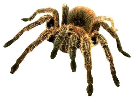 Create meme: a spider on a transparent background, a spider on a white background, spider tarantula