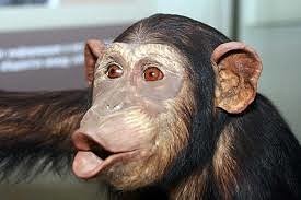 Создать мем: обезьяна смешная, шимпанзе, обезьяна человек