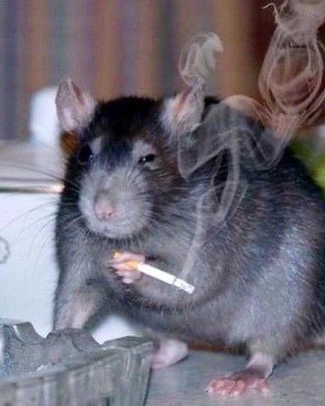 Create meme: dumbo the rat, funny rat, pet rat