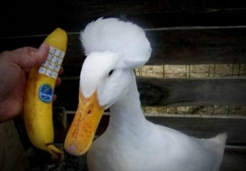 Create meme: the duck is beautiful, white duck, duck duck