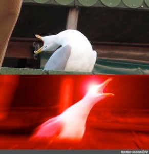 Create meme: create meme, meme when he saw, meme laughing gull