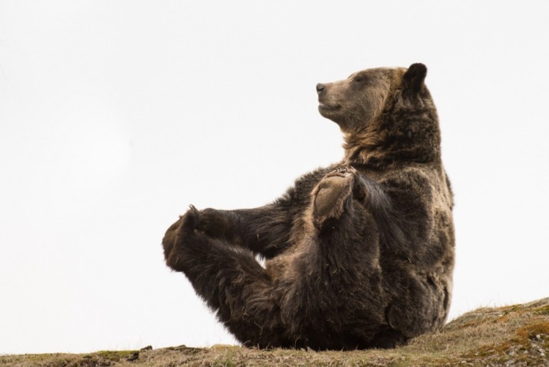 Создать мем: бурый медведь смешной, черный медведь, медведь гризли