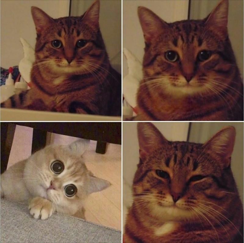 Create meme: cats memes, happy cat meme, smiling cat meme
