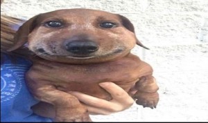 Create meme: dog funny, dog, dog Dachshund