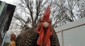 Create meme: cock beautiful, the cock bird, rooster