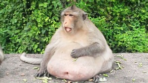 Создать мем: валера животное, жирная обезьяна фото, monkey