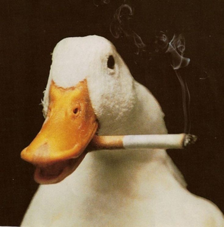 Создать мем: утка утка, утка, гусь с сигарой