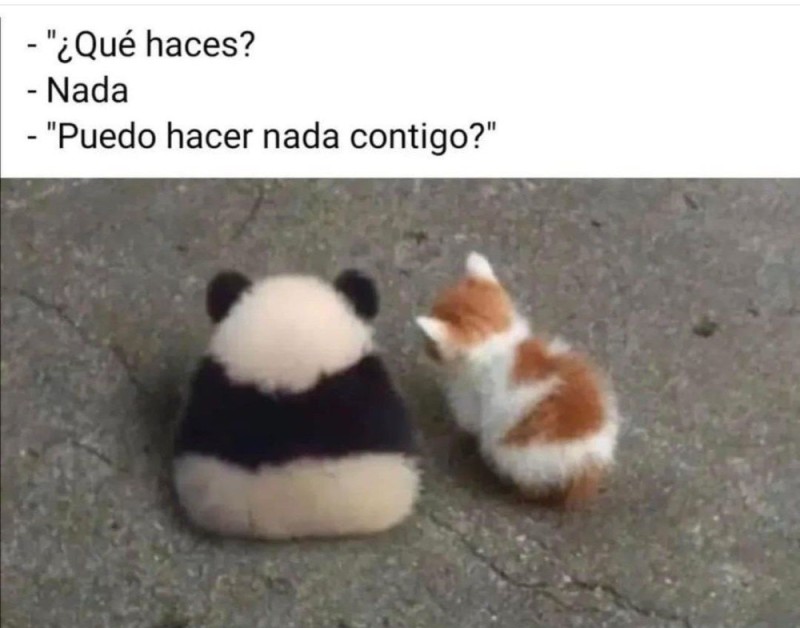 Create meme: Panda is funny, Panda offended, Panda is sad