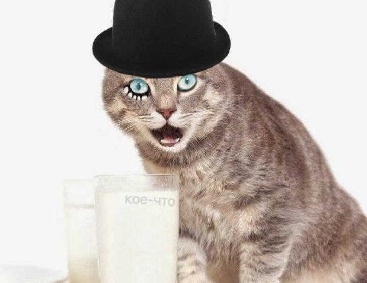 Создать мем: кот молоко, кошка в шляпе, коты и молоко
