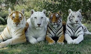 Создать мем: тигр, виды тигров, большой тигр