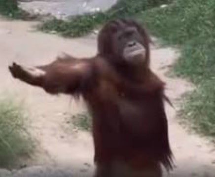 Create meme: female orangutan, The monkey asks, orangutan meme