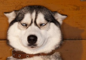 Create meme: Husky