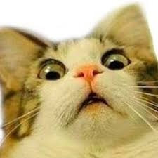 Create meme: the surprised cat, cat, cat