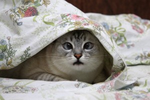Создать мем: котики под одеялом, кошка, кошечка