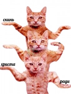 Create meme: dancing cat, cats dancing, the dancing cat