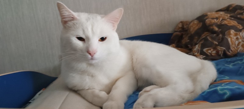 Create meme: cat , cat , white cat 