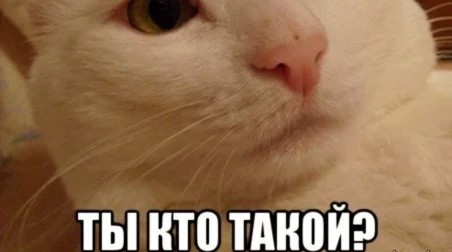 Create meme: cheeky kote meme, A nonentity meme with a cat, memes 