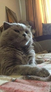 Create meme: Scottish fold, lop-eared, Scottish fold cat