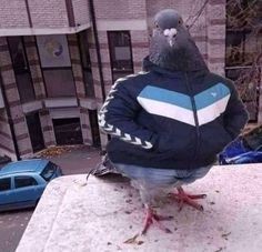 Создать мем: голубь обыкновенный, голубь птица, голубь смешной