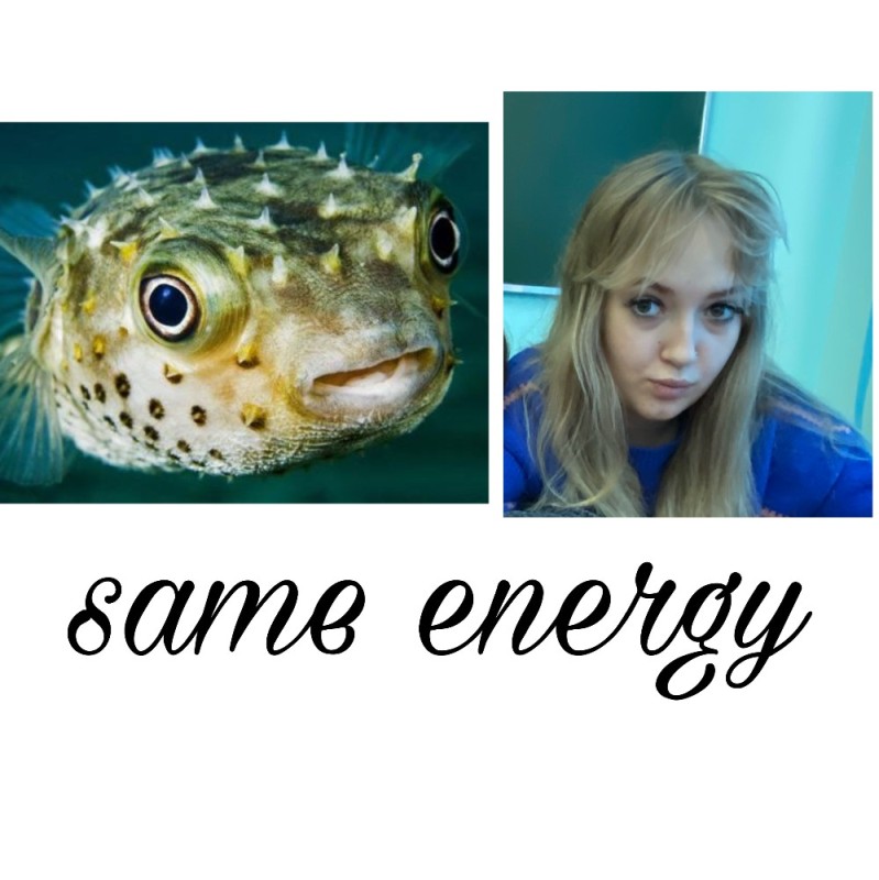Create meme: puffer fish hedgehog, fish hedgehog , puffer fish 